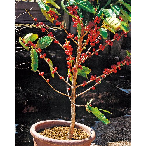 コーヒーノキ・リサ(R) アラビカ| 種・苗・ガーデニング用品の【タキイ