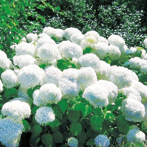 アメリカアジサイ・アナベル