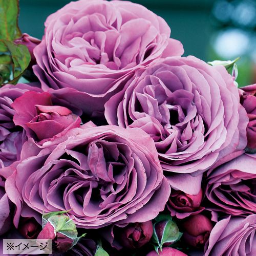 バラ・プラム パーフェクト| 種・苗・ガーデニング用品の【タキイ