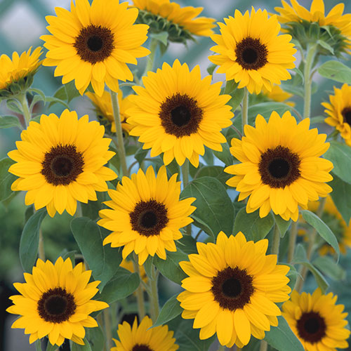 785-21H-FHM514.jpg?1