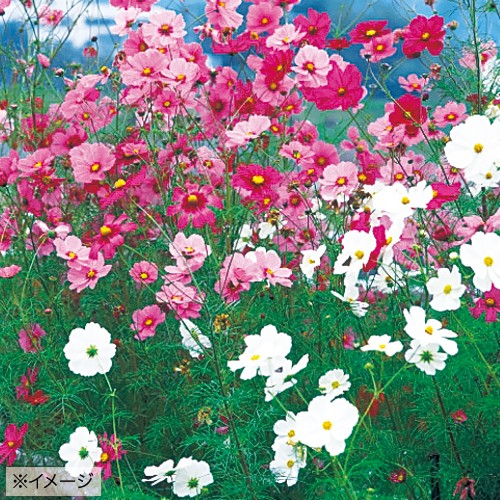 コスモス・秋咲き巨大輪 混合| 種・苗・ガーデニング用品の【タキイ