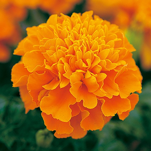 孔雀草（フレンチ マリーゴールド）・ホットパック オレンジ| 種・苗