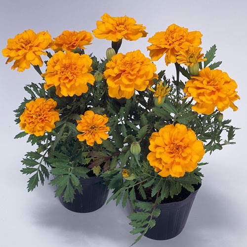 孔雀草（フレンチ マリーゴールド）・サファリ オレンジ| 種・苗