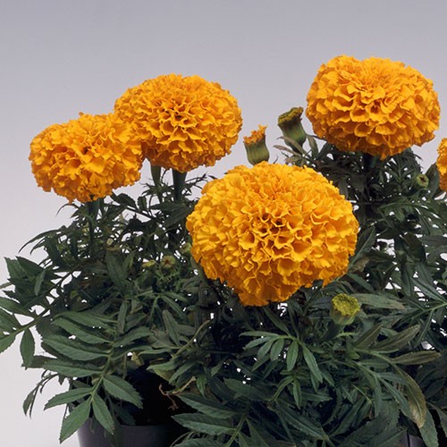 万寿菊（アフリカン マリーゴールド）・F1ディスカバリー オレンジ| 種