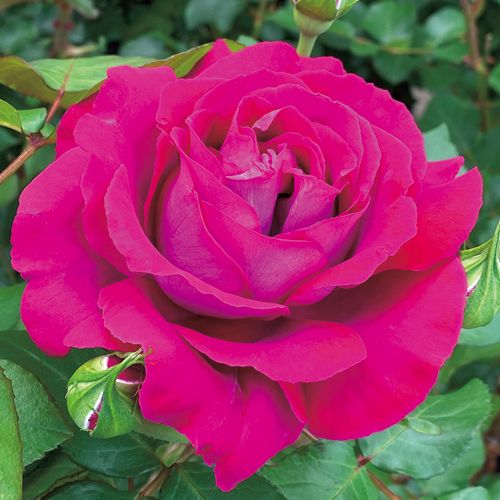 バラ・ジョリー メロディー 農水省品種登録出願中(品種名:MEIFFRODON バラ・ジョリー メロディー 農水省品種登録出願中(品種名:MEIFFRODON