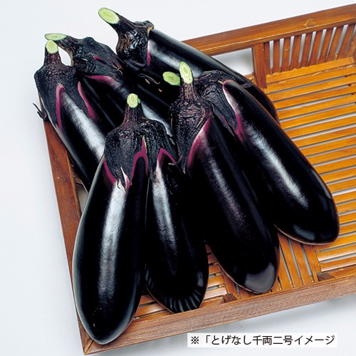 ナス・とげなし千両二号×台木トルバム苗（7月）| 種・苗・ガーデニング