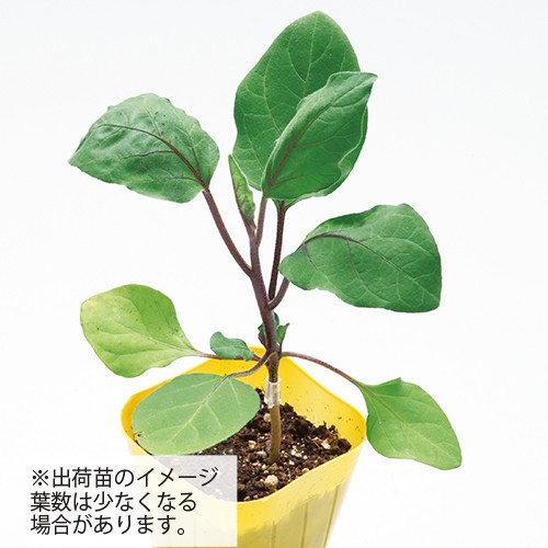 ナス・とげなし千両二号×台木トルバム苗（7月）| 種・苗・ガーデニング