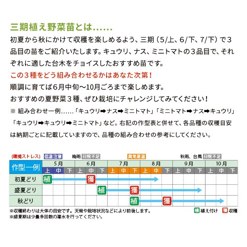 ナス・とげなし千両二号×台木トルバム苗（7月）| 種・苗・ガーデニング