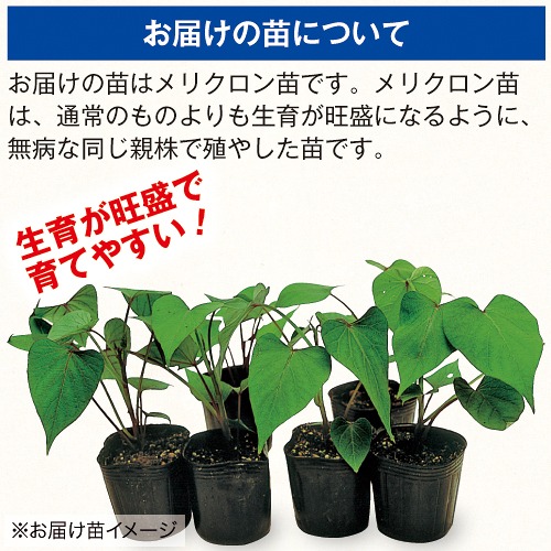 さつまいも・紅あずま【採穂用親株(ポット苗)】| 種・苗・ガーデニング