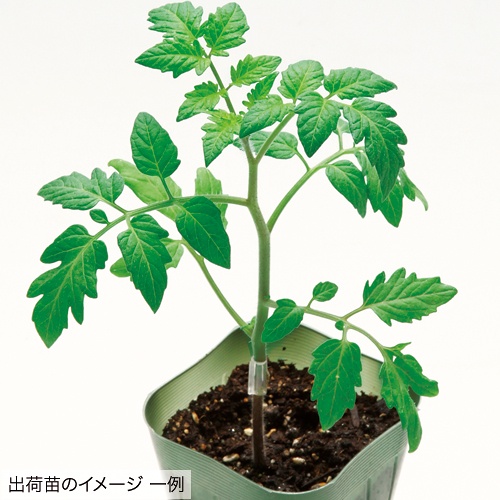 トマト・ホーム桃太郎苗（5月B）| 種・苗・ガーデニング用品の【タキイ
