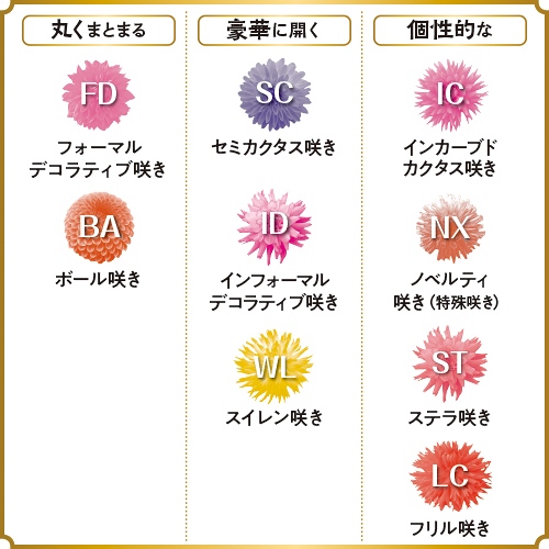 ダリア・マルコムズホワイト| 種・苗・ガーデニング用品の【タキイ