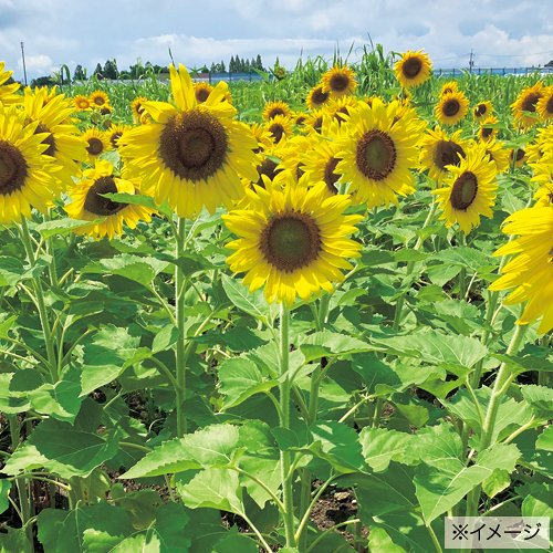 緑肥用ひまわり クリアスマイル| 種・苗・ガーデニング用品の【タキイ