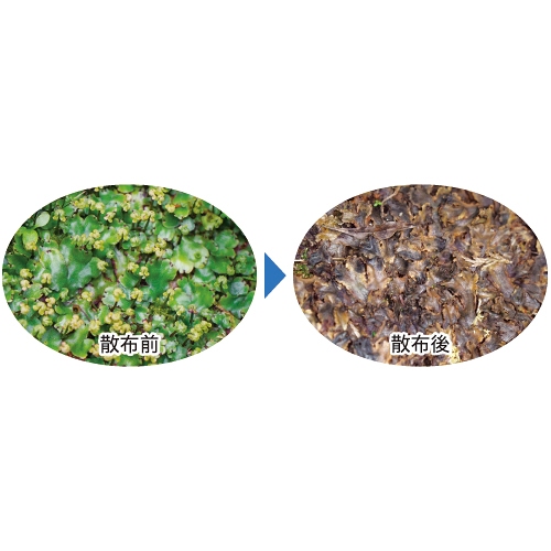 ゼニゴケ専用濃縮液 1組（500ml入×2本）| 種・苗・ガーデニング用品の