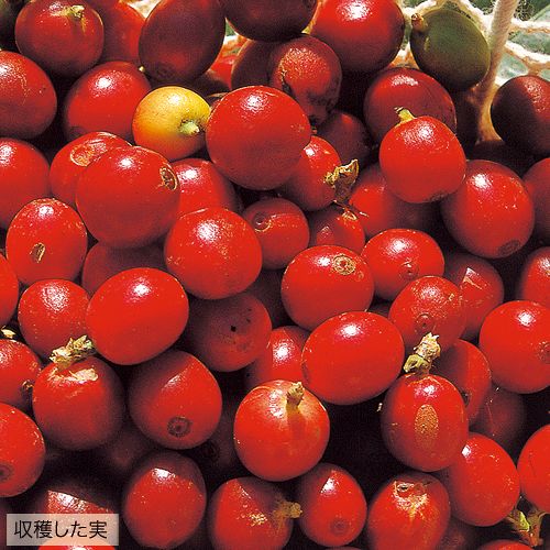 コーヒーノキ・リサ(R) アラビカ| 種・苗・ガーデニング用品の【タキイ