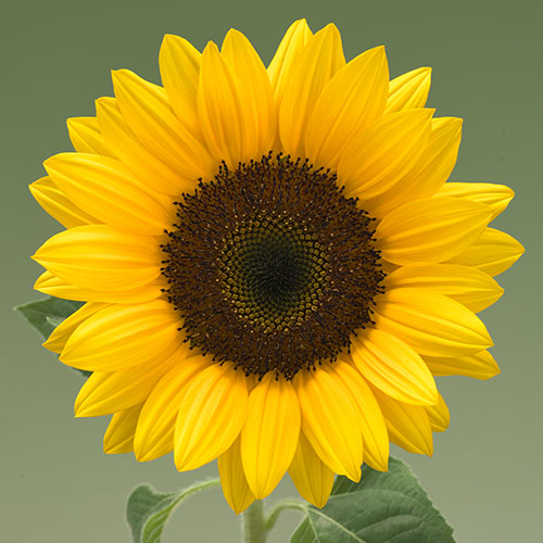 ひまわり・F1サンリッチ マンゴー50| 種・苗・ガーデニング用品の