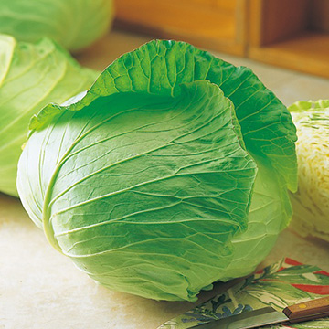 キャベツ・初秋