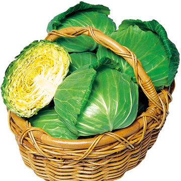 キャベツ・YR春空