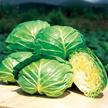 キャベツ・初夏のかほり