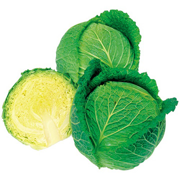 キャベツ・サボイエースSP