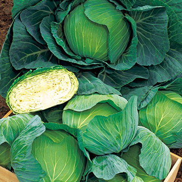 キャベツ・YR天空