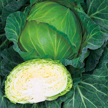 キャベツ・YR若空