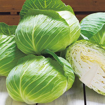 キャベツ・おきなSP