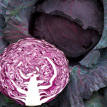 赤キャベツ・ネオルビーSP