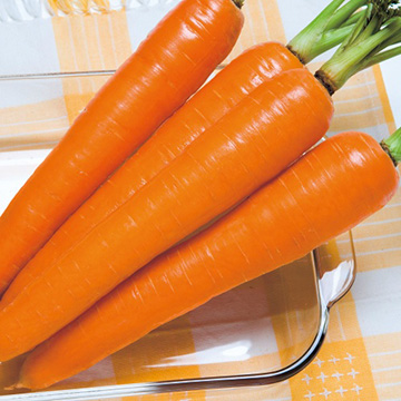 ニンジン・晩抽グランプリ （品種名：TCH745）| 種・苗・ガーデニング