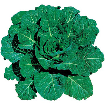 コラード・ハイクロップ