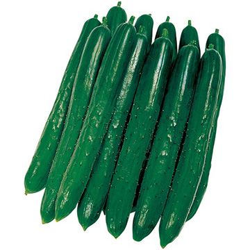 キュウリ・夏太郎