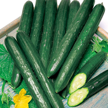 キュウリ・Vシャイン