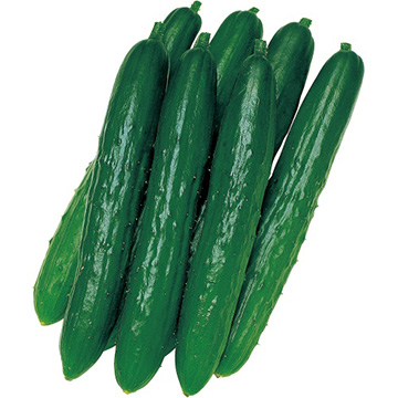 キュウリ・北進