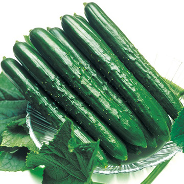 キュウリ・夏すずみ