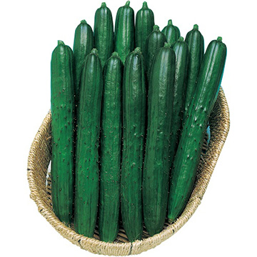 キュウリ・夏ばやし