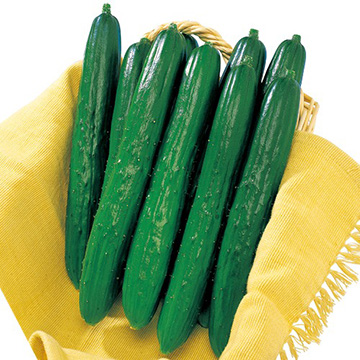 キュウリ・Vロード