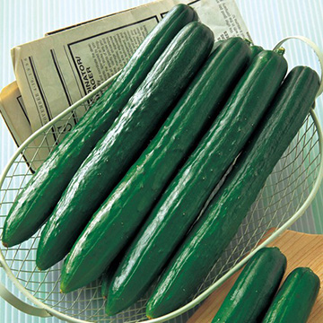 キュウリ・Vアーチ