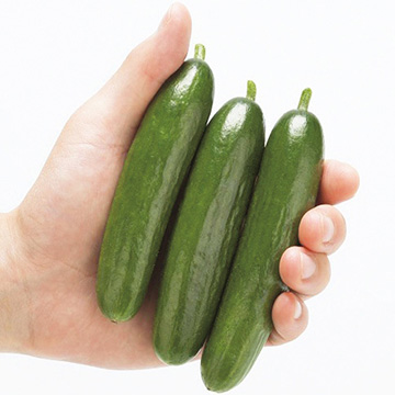 ミニキュウリ・リトルキューズ