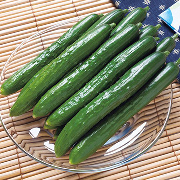 キュウリ・Vシュート