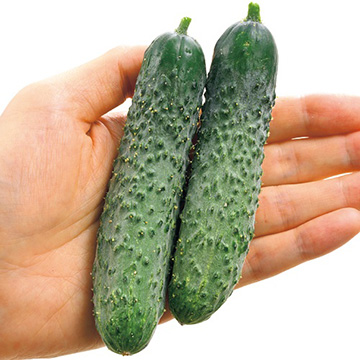 ミニキュウリ・イボキューズ