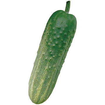 キュウリ・加賀太胡瓜