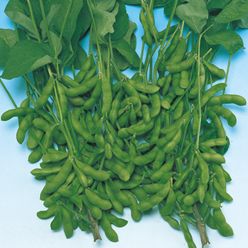 黒エダマメ・早生黒頭巾