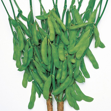 エダマメ・江戸緑