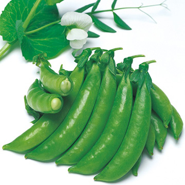 スナップエンドウ・ジャッキー（白花・つるあり）