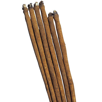 ゴボウ・純三年子 滝野川大長