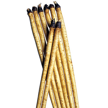 ゴボウ・柳川理想