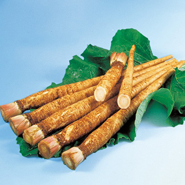 ゴボウ・サラダむすめ