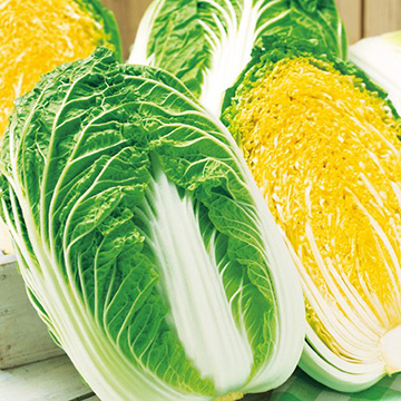 ハクサイ・オレンジクイン