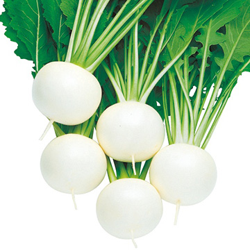 小カブ・福小町