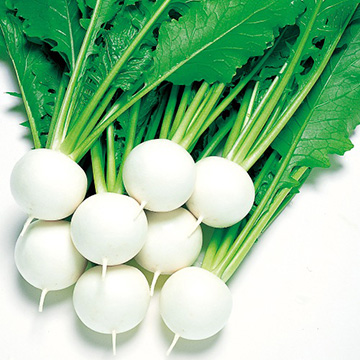 小カブ・CRもちばな