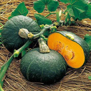 西洋カボチャ・つるなしやっこ